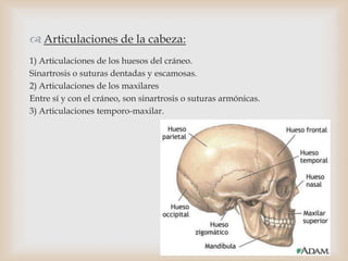  Articulaciones de la cabeza:
1) Articulaciones de los huesos del cráneo.
Sinartrosis o suturas dentadas y escamosas.
2) Articulaciones de los maxilares
Entre sí y con el cráneo, son sinartrosis o suturas armónicas.
3) Articulaciones temporo-maxilar.
 
