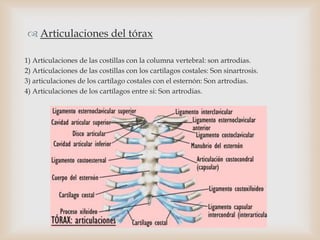  Articulaciones del tórax
1) Articulaciones de las costillas con la columna vertebral: son artrodias.
2) Articulaciones de las costillas con los cartilagos costales: Son sinartrosis.
3) articulaciones de los cartílago costales con el esternón: Son artrodias.
4) Articulaciones de los cartílagos entre si: Son artrodias.
 