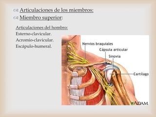  Articulaciones de los miembros:
 Miembro superior:
Articulaciones del hombro:
Esterno-clavicular.
Acromio-clavicular.
Escápulo-humeral.
 