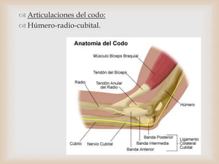 Articulaciones del codo:
 Húmero-radio-cubital.
 