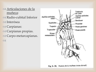  Articulaciones de la
muñeca:
 Radio-cubital Inferior
 Interósea
 Carpianas:
 Carpianas propias.
 Carpo-metarcapianas.

 
