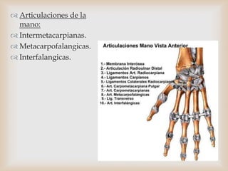  Articulaciones de la
mano:
 Intermetacarpianas.
 Metacarpofalangicas.
 Interfalangicas.
 