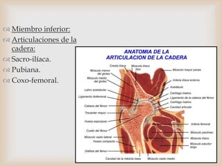  Miembro inferior:
 Articulaciones de la
cadera:
 Sacro-ilíaca.
 Pubiana.
 Coxo-femoral.
 