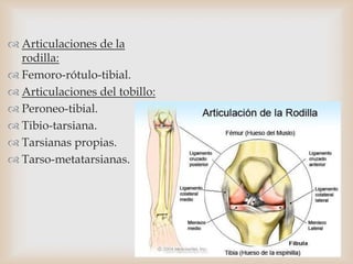  Articulaciones de la
rodilla:
 Femoro-rótulo-tibial.
 Articulaciones del tobillo:
 Peroneo-tibial.
 Tibio-tarsiana.
 Tarsianas propias.
 Tarso-metatarsianas.
 