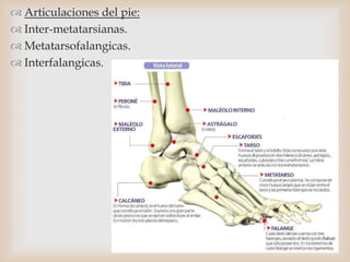  Articulaciones del pie:
 Inter-metatarsianas.
 Metatarsofalangicas.
 Interfalangicas.
 