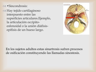 •Sincondrosis:
 Hay tejido cartilaginoso
interpuesto entre las
superficies articulares.Ejemplo,
la articulación occípito-
esfenoidal o la unión diáfisis-
epífisis de un hueso largo.
En los sujetos adultos estas sinartrosis sufren procesos
de osificación constituyendo las llamadas sinostosis.
 