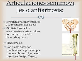 
 Permiten leves movimientos
y se reconocen dos tipos:
 •Sínfisis: Donde los
extremos óseos están unidos
por undisco de tejido
fibrocartilaginoso.
Articulaciones semimóvi
les o anfiartrosis:
 Sindesmosis:
 Las piezas óseas son
mantenidas en posición por
una membrana o ligamento
interóseo de tipo fibroso.
 