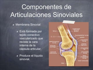 Componentes de
Articulaciones Sinoviales
Membrana Sinovial
Está formada por
tejido conectivo
vascularizado que
reviste la ...