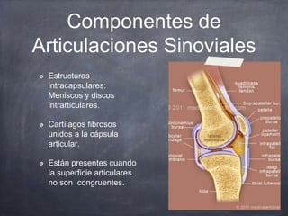 Componentes de
Articulaciones Sinoviales
Estructuras
intracapsulares:
Meniscos y discos
intrarticulares.
Cartílagos fibros...
