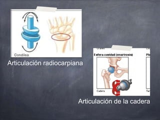 Articulación radiocarpiana
Articulación de la cadera
 