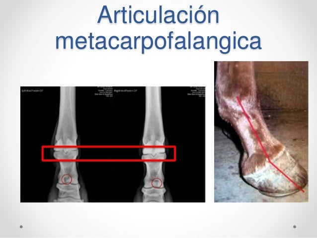 Resultado de imagen para articulacion metacarpofalangica animales