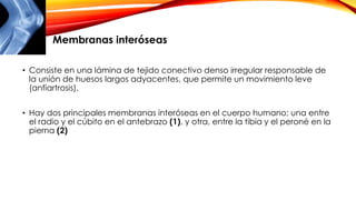 • Consiste en una lámina de tejido conectivo denso irregular responsable de
la unión de huesos largos adyacentes, que permite un movimiento leve
(anfiartrosis).
• Hay dos principales membranas interóseas en el cuerpo humano; una entre
el radio y el cúbito en el antebrazo (1), y otra, entre la tibia y el peroné en la
pierna (2)
Membranas interóseas
 