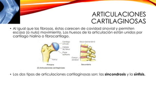 ARTICULACIONES
CARTILAGINOSAS
• Al igual que las fibrosas, éstas carecen de cavidad sinovial y permiten
escaso (o nulo) movimiento. Los huesos de la articulación están unidos por
cartílago hialino o fibrocartílago.
• Los dos tipos de articulaciones cartilaginosas son: las sincondrosis y la sínfisis.
 