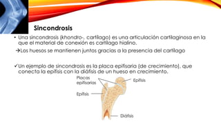 • Una sincondrosis (khondro-, cartílago) es una articulación cartilaginosa en la
que el material de conexión es cartílago hialino.
Los huesos se mantienen juntos gracias a la presencia del cartílago
Un ejemplo de sincondrosis es la placa epifisaria (de crecimiento), que
conecta la epífisis con la diáfisis de un hueso en crecimiento.
Sincondrosis
Placas
epifisarias
Epífisis
Epífisis
Diáfisis
 