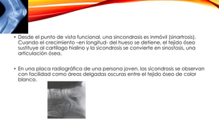 • Desde el punto de vista funcional, una sincondrosis es inmóvil (sinartrosis).
Cuando el crecimiento –en longitud- del hueso se detiene, el tejido óseo
sustituye al cartílago hialino y la sicondrosis se convierte en sinostosis, una
articulación ósea.
• En una placa radiográfica de una persona joven, las sicondrosis se observan
con facilidad como áreas delgadas oscuras entre el tejido óseo de color
blanco.
 