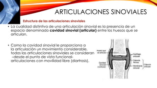 ARTICULACIONES SINOVIALES
• La cualidad distintiva de una articulación sinovial es la presencia de un
espacio denominado cavidad sinovial (articular) entre los huesos que se
articulan.
• Como la cavidad sinovial le proporciona a
la articulación un movimiento considerable,
todas las articulaciones sinoviales se consideran
–desde el punto de vista funcional-
articulaciones con movilidad libre (diartrosis).
Estructura de las articulaciones sinoviales
 