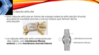 • Una cápsula articular en forma de manga rodea la articulación sinovial,
envuelve la cavidad sinovial y une los huesos que forman dicha
articulación.
• La cápsula articular está compuesta por
dos capas, una membrana fibrosa
externa y una membrana sinovial interna
Cápsula articular
Membrana sinovial
Membrana fibrosa
 
