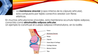 En muchas articulaciones sinoviales, esta membrana acumula tejido adiposo,
conocida como almohadilla adiposa articular.
Un ejemplo lo constituye el cuerpo adiposo infrarrotuliano, en la rodilla
• La membrana sinovial (capa interna de la cápsula articular),
esta compuesta por tejido conectivo areolar con fibras
elásticas.
 