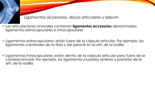 • Las articulaciones sinoviales contienen ligamentos accesorios denominados
ligamentos extracapsulares e intracapsulares
• Ligamentos extracapsulares: están fuera de la cápsula articular. Por ejemplo, los
ligamentos colaterales de la tibia y del peroné en la arti. de la rodilla
• Ligamentos intracapsulares: están dentro de la cápsula articular pero fuera de la
cavidad sinovial. Por ejemplo, los ligamentos cruzados anterior y posterior de la
arti. de la rodilla
Ligamentos accesorios, discos articulares y labrum
 