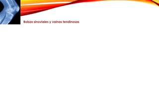 Bolsas sinoviales y vainas tendinosas
 