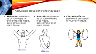 • Abducción: Movimiento
de un hueso que se
aleja de la línea media,
generalmente en el
plano frontal.
• Aducción: Movimiento
de un hueso hacia la
línea media,
generalmente en el
plano frontal.
• Cincunducción: La
parte distal del cuerpo
se mueve en círculo.
Abducción, aducción y circunducción
 