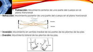 • Retracción: Movimiento posterior de una parte del cuerpo en el plano transversal
• Inversión: Movimiento en sentido medial de las partes de las plantas de los pies
• Eversión: Movimiento lateral de las plantas de los pies.
• Protracción: Movimiento anterior de una parte del cuerpo en el
plano transversal
 