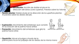 • Flexión plantar: Doblar el pie en la dirección de la superficie plantar.
Al pararse sobre los dedos del pie.
• Supinación: Movimiento del antebrazo que consiste
en la rotación de la palma hacia arriba
• Pronación: Movimiento del antebrazo que gira la
palma hacia atrás
• Oposición: Mover el pulgar a través de la
palma para tocar los pulpejos de los dedos de la misma mano
• Dorsiflexión: Acción de doblar el pie en la
dirección del dorso (cara superior). Pararse sobre los talones.
 