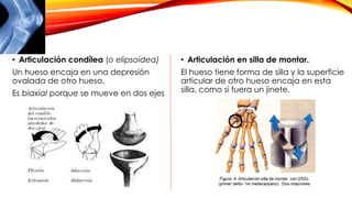 • Articulación condílea (o elipsoidea)
Un hueso encaja en una depresión
ovalada de otro hueso.
Es biaxial porque se mueve en dos ejes
• Articulación en silla de montar.
El hueso tiene forma de silla y la superficie
articular de otro hueso encaja en esta
silla, como si fuera un jinete.
 