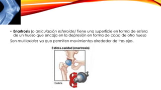 • Enartrosis (o articulación esferoide) Tiene una superficie en forma de esfera
de un hueso que encaja en la depresión en forma de copa de otro hueso
Son multiaxiales ya que permiten movimientos alrededor de tres ejes.
 
