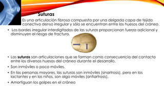 • Es una articulación fibrosa compuesta por una delgada capa de tejido
conectivo denso irregular y sólo se encuentran entre los huesos del cráneo.
• Los bordes irregular interdigitados de las suturas proporcionan fuerza adicional y
disminuyen el riesgo de fractura.
• Las suturas son articulaciones que se forman como consecuencia del contacto
entre los diversos huesos del cráneo durante el desarrollo.
• Son inmóviles o poco móviles.
• En las personas mayores, las suturas son inmóviles (sinartrosis), pero en los
lactantes y en los niños, son algo móviles (anfiartrosis).
• Amortiguan los golpes en el cráneo
Suturas
 