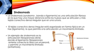 • La sindesmosis (syndesmo-, banda o ligamento) es una articulación fibrosa
en la que hay una mayor distancia entre los huesos que se articulan y más
tejido conectivo denso irregular que en una sutura.
• El tejido conectivo denso irregular está organizado en forma típica en un
haz (ligamento), lo que permite a la articulación un movimiento limitado.
• Un ejemplo de sindesmosis es la
articulación tibioperonea distal,
donde el ligamento tibioperoneo
anterior conecta la tibia con el peroné,
y permite un movimiento limitado
(anfiartrosis).
Sindesmosis
 