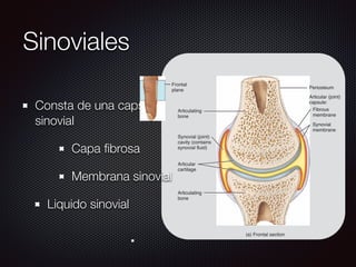 Sinoviales
Consta de una capsula
sinovial
Capa ﬁbrosa
Membrana sinovial
Liquido sinovial
Articulating
bone
Articulating
bone
Articular
cartilage
Synovial (joint)
cavity (contains
synovial fluid)
Frontal
plane
(a) Frontal section
Articular (joint)
capsule:
Periosteum
Fibrous
membrane
Synovial
membrane
POSTERIOR
Articular (joint)
capsule
ANT
Hum
268 CHAPTER 9 • JOINTS
Figure 9.3 Structure of a typical synovial joint. Note the two layers of the articular capsule—the ﬁbrous mem
the synovial membrane. Synovial ﬂuid lubricates the joint cavity between the synovial membrane and
articular cartilage.
The distinguishing feature of a synovial joint is the synovial cavity between the articulating bone
 
