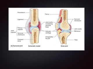 Introduction to Clinically Oriented Anatomy
Schematic model(A) Synovial joint Knee joint
Periosteum
Ligament
Compact
bone
Joint cavity
(containing
synovial
fluid)
Fibrous
capsule
Synovial
membrane
Joint
capsule
Articular
cartilage
Femur
Tibia
Meniscus
Infrapatellar
fat pad
Compact
bone
Ulna
Suture
Articular
cartilage
Intervertebral disc
Head of
femur
Epiphysial
ploë (spongy
one between
wo layers of
ompact bone)
Synovial
membrane
Joint cavity
 