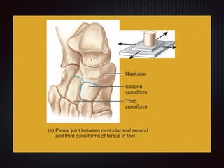 Navicular
Radius
Second
cuneiform
Third
cuneiform
Trochle
notch
(a) Planar joint between navicular and second
and third cuneiforms of tarsus in foot
(b) Hin
and
Figure 9.10 Types of synovial joints. For each type, a drawing of the actua
Synovial joints are classified into six principal types based on
 