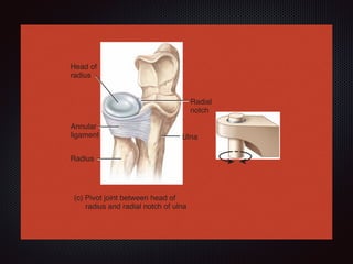 Radius
Radius
Radial
notch
Scaphoid
Ulna
Head of
radius
(a) Planar joint between navicular and second
and third cuneiforms of tarsus in foot
(d) Condyl
and lun
Annular
ligament
(b) Hinge
and tro
(c) Pivot joint between head of
radius and radial notch of ulna
 