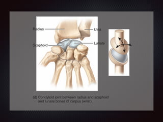 Radius Ulna
Lunate
Scaphoid
(d) Condyloid joint between radius and scaphoid
and lunate bones of carpus (wrist)
(b) Hinge joint between trochlea of humerus
and trochlear notch of ulna at the elbow
 
