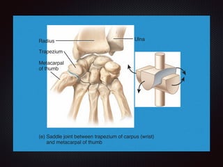 Trapezium
Metacarpal
of thumb
Head of
femur
Ulna
(f) Ball-a
femu
Radius
(e) Saddle joint between trapezium of carpus (wrist)
and metacarpal of thumb
Which of the joints shown here are biaxial??
 