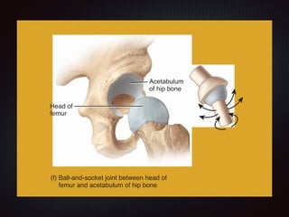 Head of
femur
Acetabulum
of hip bone
(f) Ball-and-socket joint between head of
femur and acetabulum of hip bone
 