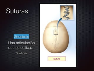 Suturas
Sinostosis
Una articulación
que se osiﬁca…
Sinartrosis
 
