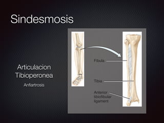 Sindesmosis
Fibula
Tibia
Anterior
tibiofibular
ligament
Syndesmosis between tibia and fibula
266 CHAPTER 9 • JOINTS
FIGURE 9.1 CONTINUED
Articulacion
Tibioperonea
Anﬁartrosis
 