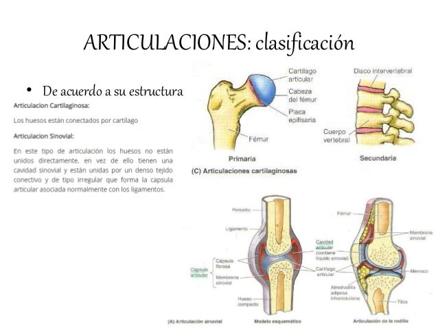 Las Articulaciones Funciones Ubicacin Tipos