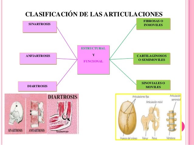 Articulaciones