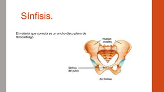 Sínfisis.
El material que conecta es un ancho disco plano de
fibrocartílago.
 