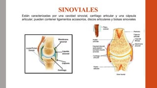 SINOVIALES
Están caracterizadas por una cavidad sinovial, cartílago articular y una cápsula
articular; pueden contener ligamentos accesorios, discos articulares y bolsas sinoviales
 