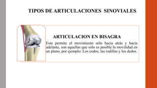 TIPOS DE ARTICULACIONES SINOVIALES
ARTICULACION EN BISAGRA
Esta permite el movimiento sólo hacia atrás y hacia
adelante, son aquellas que sólo es posible la movilidad en
un plano, por ejemplo: Los codos, las rodillas y los dedos.
 