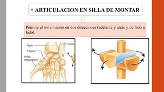 Permite el movimiento en dos direcciones (adelante y atrás y de lado a
lado).
• ARTICULACION EN SILLA DE MONTAR
 