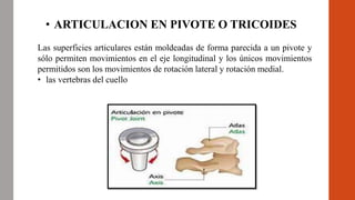 • ARTICULACION EN PIVOTE O TRICOIDES
Las superficies articulares están moldeadas de forma parecida a un pivote y
sólo permiten movimientos en el eje longitudinal y los únicos movimientos
permitidos son los movimientos de rotación lateral y rotación medial.
• las vertebras del cuello
 