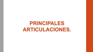 PRINCIPALES
ARTICULACIONES.
 