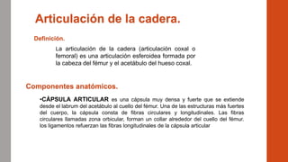 Articulación de la cadera.
Definición.
La articulación de la cadera (articulación coxal o
femoral) es una articulación esferoidea formada por
la cabeza del fémur y el acetábulo del hueso coxal.
Componentes anatómicos.
•CÁPSULA ARTICULAR es una cápsula muy densa y fuerte que se extiende
desde el labrum del acetábulo al cuello del fémur. Una de las estructuras más fuertes
del cuerpo, la cápsula consta de fibras circulares y longitudinales. Las fibras
circulares llamadas zona orbicular, forman un collar alrededor del cuello del fémur.
los ligamentos refuerzan las fibras longitudinales de la cápsula articular
 
