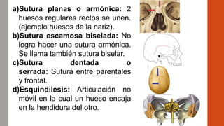 a)Sutura planas o armónica: 2
huesos regulares rectos se unen.
(ejemplo huesos de la nariz).
b)Sutura escamosa biselada: No
logra hacer una sutura armónica.
Se llama también sutura biselar.
c)Sutura dentada o
serrada: Sutura entre parentales
y frontal.
d)Esquindilesis: Articulación no
móvil en la cual un hueso encaja
en la hendidura del otro.
 